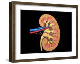 Cross Section of Human Kidney on Black Background-null-Framed Art Print