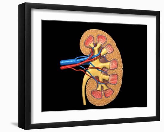 Cross Section of Human Kidney on Black Background-null-Framed Art Print