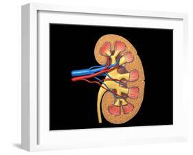 Cross Section of Human Kidney on Black Background-null-Framed Art Print