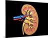 Cross Section of Human Kidney on Black Background-null-Mounted Art Print