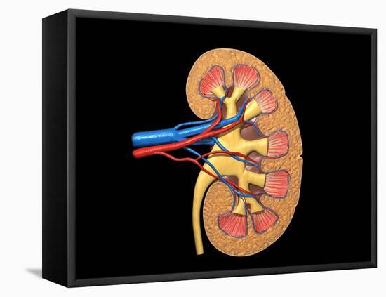 Cross Section of Human Kidney on Black Background-null-Framed Stretched Canvas