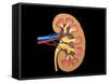 Cross Section of Human Kidney on Black Background-null-Framed Stretched Canvas