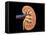 Cross Section of Human Kidney on Black Background-null-Framed Stretched Canvas