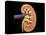 Cross Section of Human Kidney on Black Background-null-Stretched Canvas