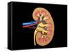 Cross Section of Human Kidney on Black Background-null-Framed Stretched Canvas