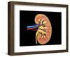 Cross Section of Human Kidney on Black Background-null-Framed Art Print