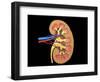 Cross Section of Human Kidney on Black Background-null-Framed Art Print