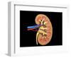 Cross Section of Human Kidney on Black Background-null-Framed Art Print