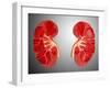 Cross-Section of Human Kidney-null-Framed Art Print