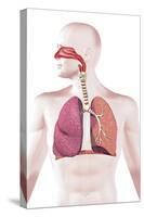 Cross Section of Human Respiratory System-null-Stretched Canvas