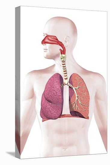 Cross Section of Human Respiratory System-null-Stretched Canvas