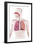 Cross Section of Human Respiratory System-null-Framed Art Print
