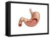 Cross Section of Human Stomach-null-Framed Stretched Canvas