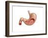 Cross Section of Human Stomach-null-Framed Art Print