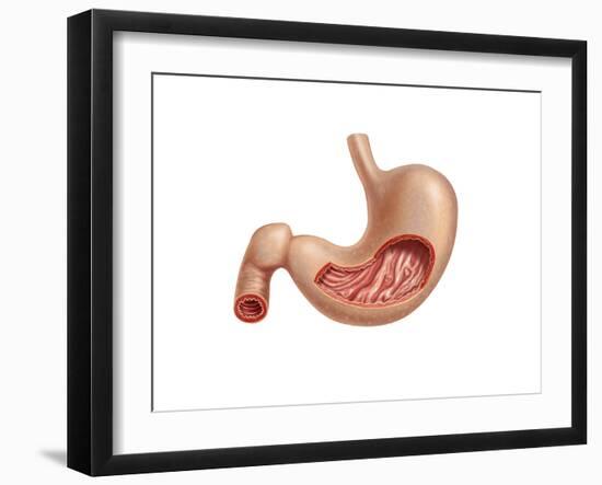Cross Section of Human Stomach-null-Framed Art Print