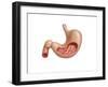 Cross Section of Human Stomach-null-Framed Art Print