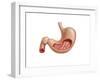 Cross Section of Human Stomach-null-Framed Art Print