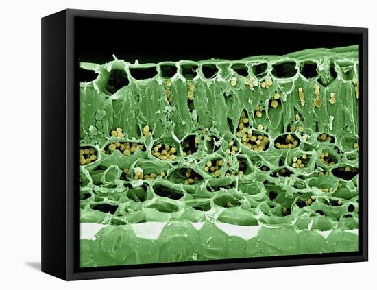 Cross Section of Leaf-null-Framed Stretched Canvas