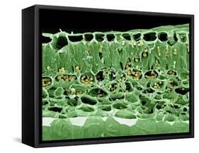 Cross Section of Leaf-null-Framed Stretched Canvas