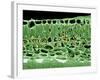 Cross Section of Leaf-null-Framed Photographic Print