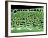 Cross Section of Leaf-null-Framed Photographic Print