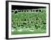 Cross Section of Leaf-null-Framed Photographic Print