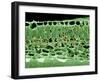 Cross Section of Leaf-null-Framed Photographic Print