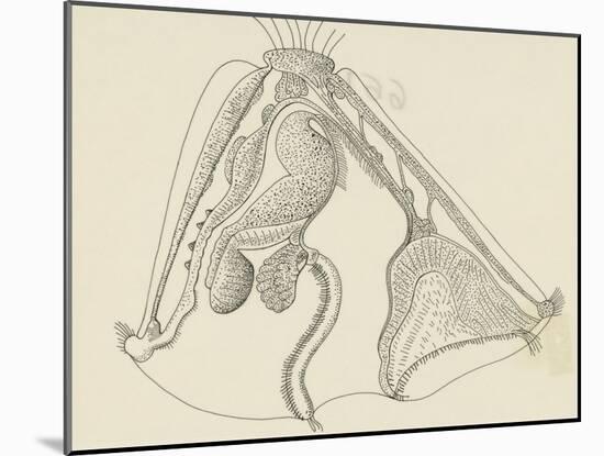 Cross-Section of Mature Cyphonantes, Bryozoa-null-Mounted Giclee Print