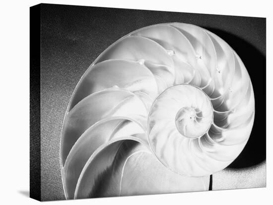 Cross Section of Nautilus Shell-Philip Gendreau-Stretched Canvas