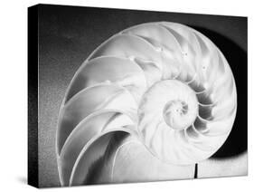 Cross Section of Nautilus Shell-Philip Gendreau-Stretched Canvas