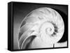 Cross Section of Nautilus Shell-Philip Gendreau-Framed Stretched Canvas