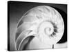 Cross Section of Nautilus Shell-Philip Gendreau-Stretched Canvas