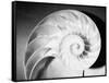 Cross Section of Nautilus Shell-Philip Gendreau-Framed Stretched Canvas