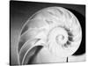 Cross Section of Nautilus Shell-Philip Gendreau-Stretched Canvas