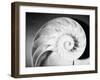 Cross Section of Nautilus Shell-Philip Gendreau-Framed Photographic Print