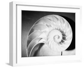 Cross Section of Nautilus Shell-Philip Gendreau-Framed Photographic Print