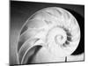 Cross Section of Nautilus Shell-Philip Gendreau-Mounted Photographic Print