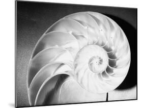 Cross Section of Nautilus Shell-Philip Gendreau-Mounted Photographic Print