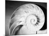 Cross Section of Nautilus Shell-Philip Gendreau-Mounted Photographic Print