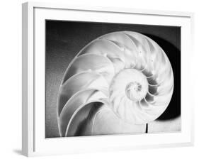 Cross Section of Nautilus Shell-Philip Gendreau-Framed Photographic Print