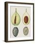 Cross-Section of Nutmeg Seed (Myristica Fragrans)-null-Framed Giclee Print