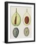 Cross-Section of Nutmeg Seed (Myristica Fragrans)-null-Framed Giclee Print