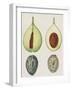 Cross-Section of Nutmeg Seed (Myristica Fragrans)-null-Framed Giclee Print