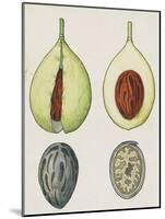 Cross-Section of Nutmeg Seed (Myristica Fragrans)-null-Mounted Giclee Print