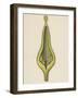 Cross-Section of Ovary of Willow (Salix Caprea)-null-Framed Giclee Print