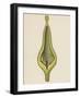 Cross-Section of Ovary of Willow (Salix Caprea)-null-Framed Giclee Print