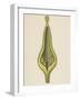 Cross-Section of Ovary of Willow (Salix Caprea)-null-Framed Giclee Print