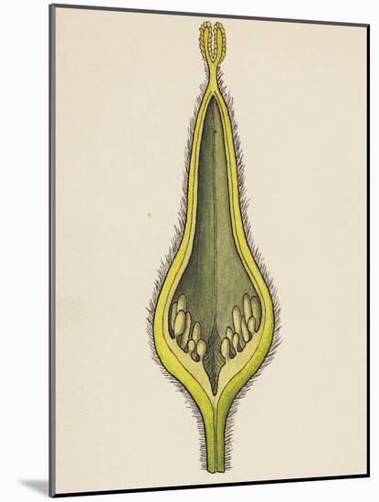 Cross-Section of Ovary of Willow (Salix Caprea)-null-Mounted Giclee Print