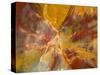 Cross-Section of Petrified Wood-Kevin Schafer-Stretched Canvas