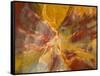 Cross-Section of Petrified Wood-Kevin Schafer-Framed Stretched Canvas